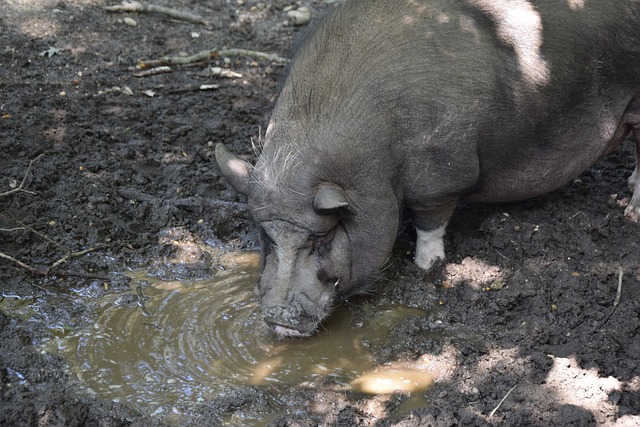 [乒乓球]战胜阿尔哈德拉维 林诗栋晋级16强.